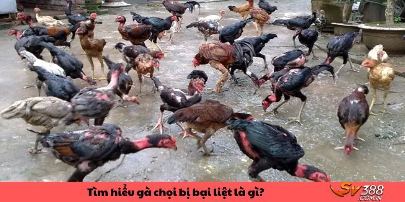 Bệnh bại liệt ở gà chọi là gì