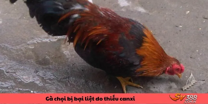 Gà chọi bị bại liệt do thiếu canxi